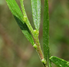 Acacia montana