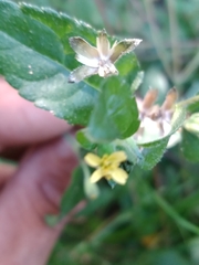 Calyptocarpus brasiliensis