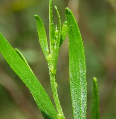 Acacia montana