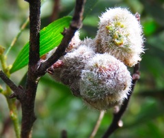 Acacia montana