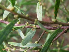 Acacia montana