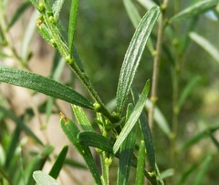 Acacia montana