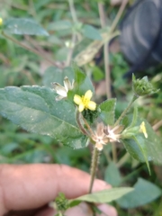 Calyptocarpus brasiliensis