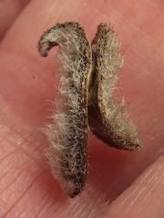 Acacia montana