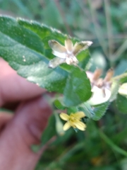 Calyptocarpus brasiliensis