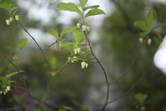 Diospyros rhombifolia