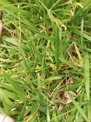 Zoysia