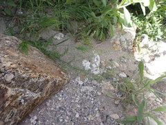 Descurainia pinnata glabra