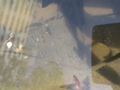 Anisops ogasawarensis