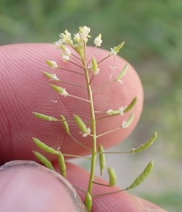Descurainia pinnata glabra