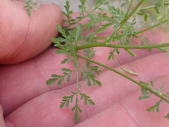 Descurainia pinnata glabra