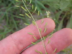 Descurainia pinnata glabra