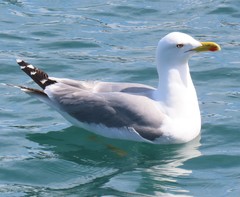 Larus michahellis