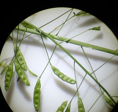 Descurainia pinnata glabra