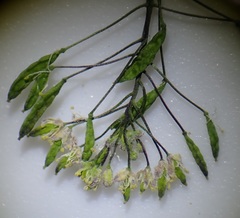 Descurainia pinnata glabra