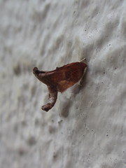 Endotricha theonalis