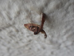 Endotricha theonalis