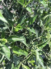 Capsicum annuum glabriusculum