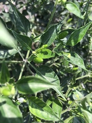 Capsicum annuum glabriusculum