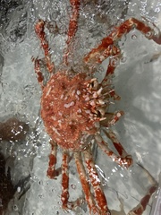 Macrocheira kaempferi