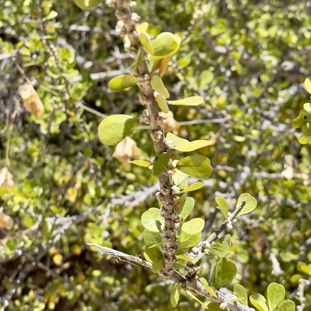 Adelia brandegeei; photograph Bill Levine, CC BY, iNaturalist via GBIF