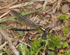 Hylogomphus abbreviatus