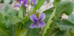 Viola selkirkii