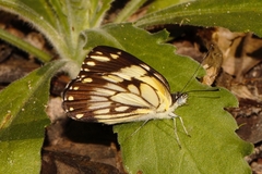 Belenois creona severina