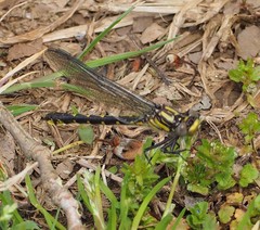 Hylogomphus abbreviatus