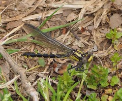 Hylogomphus abbreviatus