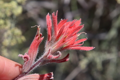 Castilleja affinis affinis