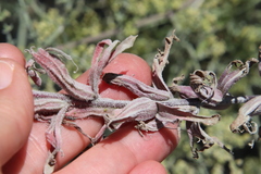 Castilleja affinis affinis