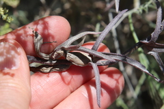 Castilleja affinis affinis
