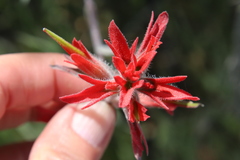 Castilleja affinis affinis