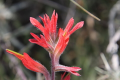 Castilleja affinis affinis