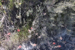 Castilleja affinis affinis