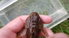 Cottus kanawhae