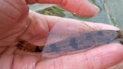 Cottus kanawhae
