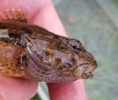 Cottus kanawhae