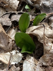 Galearis spectabilis