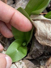 Galearis spectabilis