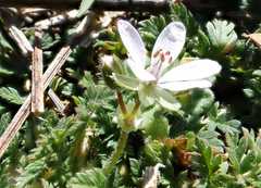 Erodium cicutarium