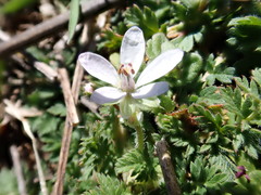 Erodium cicutarium