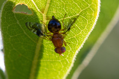 Parastenopa limata