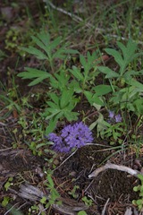 Hydrophyllum capitatum
