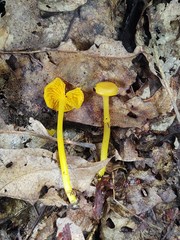 Gloioxanthomyces