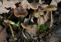 Biannulariaceae