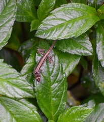 Anolis alutaceus