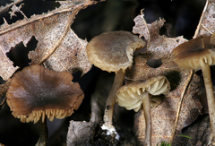 Biannulariaceae