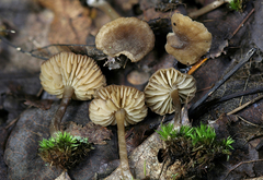 Biannulariaceae